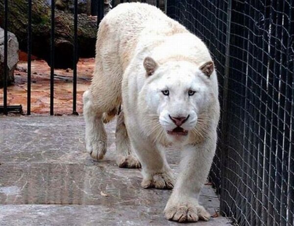 And also a rare white tiger.